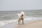 shaking Goldendoodle