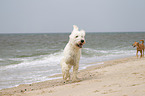 running Goldendoodle