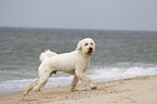 running Goldendoodle