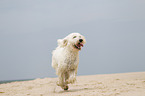 running Goldendoodle