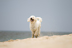 running Goldendoodle