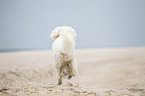 running Goldendoodle