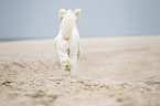 running Goldendoodle