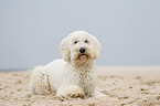 lying Goldendoodle