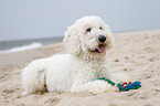 lying Goldendoodle