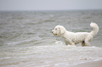 Goldendoodle in the water