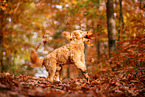 Goldendoodle in autumn