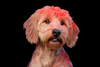 Goldendoodle at holi shooting