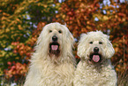 2 Goldendoodles