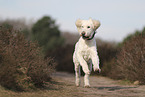 Goldendoodle