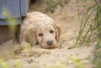 Goldendoodle Puppy