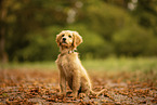 Goldendoodle Puppy