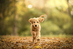 Goldendoodle Puppy