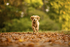 Goldendoodle Puppy