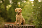 Goldendoodle Puppy