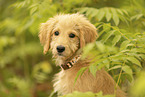 Goldendoodle Puppy