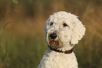 Goldendoodle