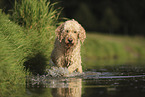 Goldendoodle