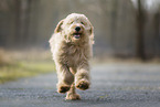 Goldendoodle