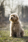 Goldendoodle