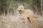 Goldendoodle