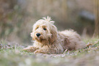 Goldendoodle