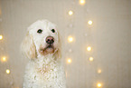 Goldendoodle in christmas decoration