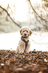 Goldendoodle