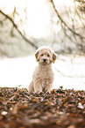 Goldendoodle