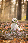 Goldendoodle