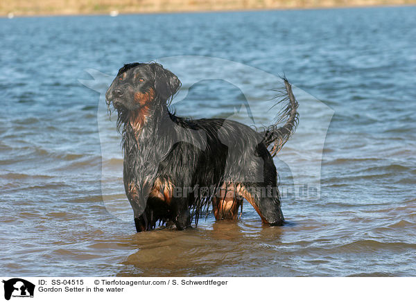 Gordon Setter im Wasser / Gordon Setter in the water / SS-04515