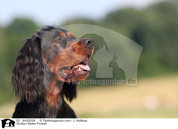 Gordon Setter Portrait / Gordon Setter Portrait / JH-02538