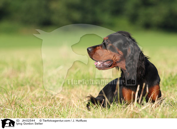 liegender Gordon Setter / lying Gordon Setter / JH-02544