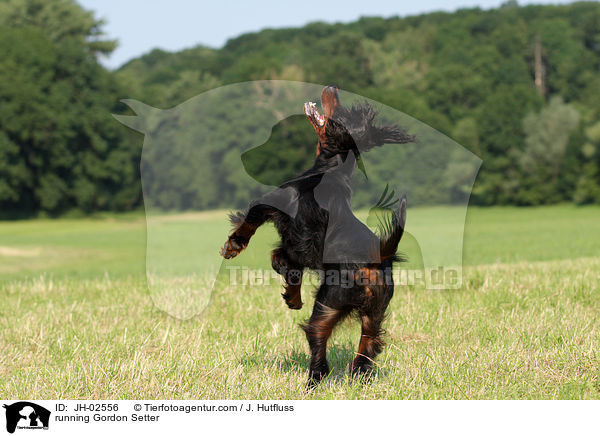 rennender Gordon Setter / running Gordon Setter / JH-02556