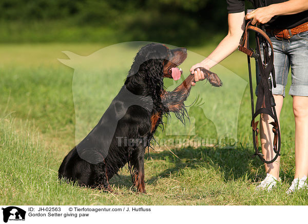 Gordon Setter gibt Pftchen / Gordon Setter giving paw / JH-02563