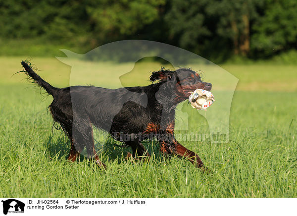 rennender Gordon Setter / running Gordon Setter / JH-02564