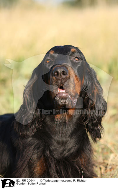 Gordon Setter Portrait / RR-20644