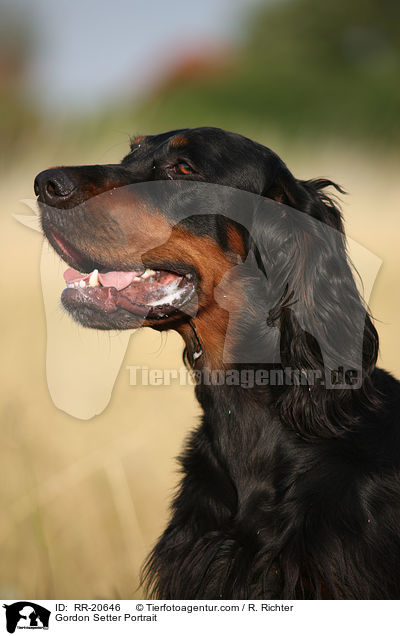 Gordon Setter Portrait / Gordon Setter Portrait / RR-20646