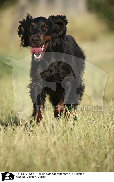 rennender Gordon Setter / running Gordon Setter / RR-20656