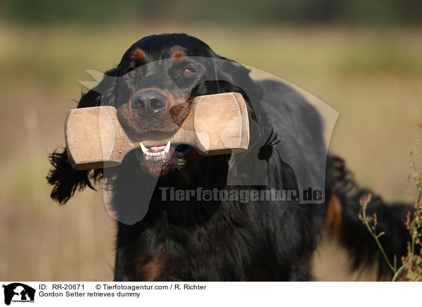 Gordon Setter apportiert Dummy / Gordon Setter retrieves dummy / RR-20671