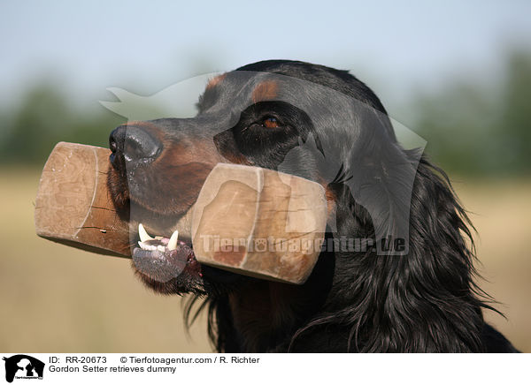 Gordon Setter apportiert Dummy / Gordon Setter retrieves dummy / RR-20673