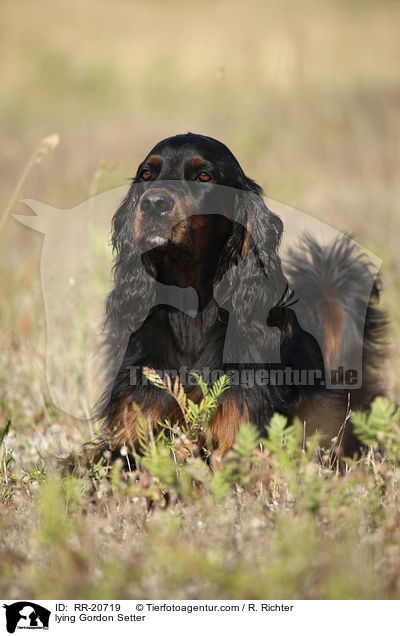 liegender Gordon Setter / lying Gordon Setter / RR-20719