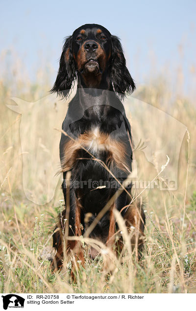 sitting Gordon Setter / RR-20758