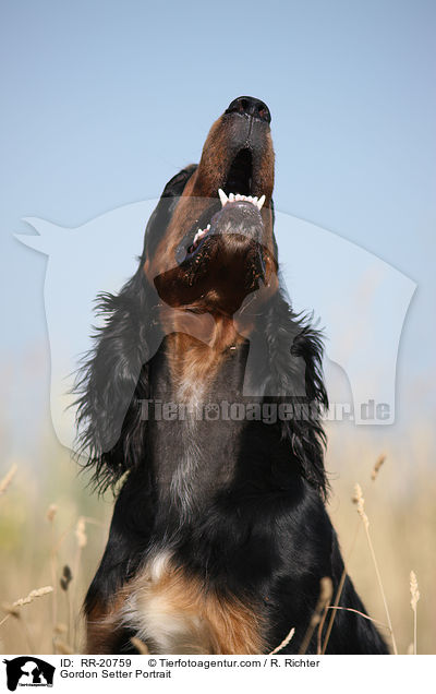 Gordon Setter Portrait / RR-20759