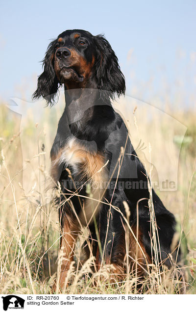 sitting Gordon Setter / RR-20760