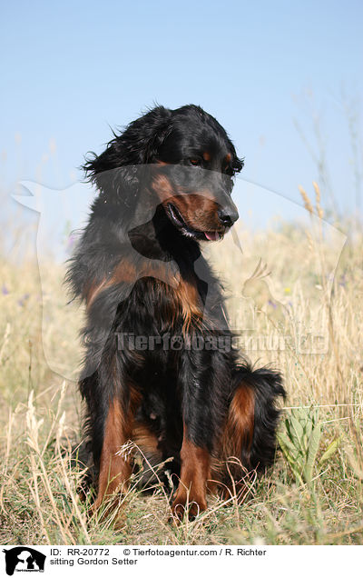 sitting Gordon Setter / RR-20772