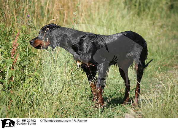 Gordon Setter / Gordon Setter / RR-20792