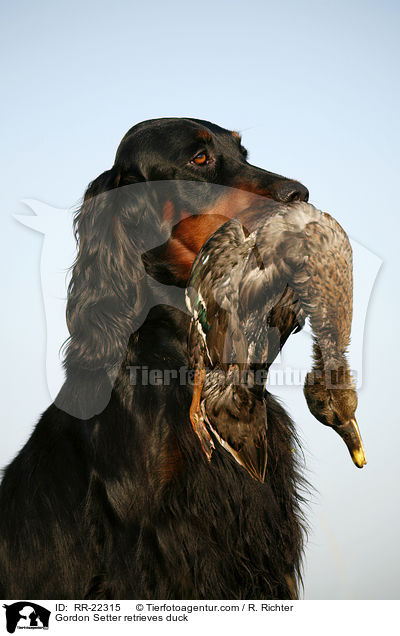 Gordon Setter apportiert Ente / Gordon Setter retrieves duck / RR-22315