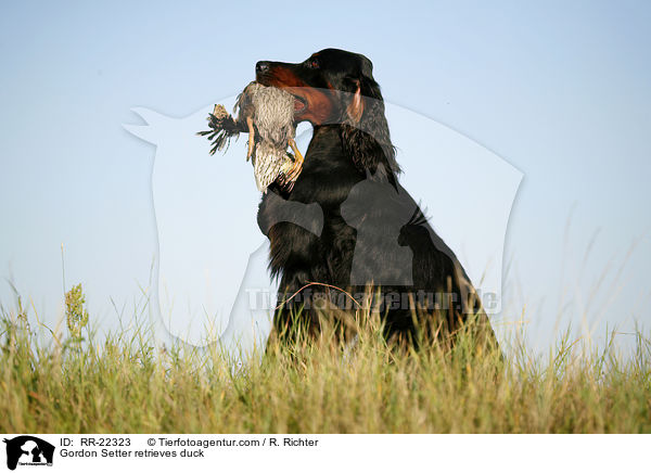 Gordon Setter apportiert Ente / Gordon Setter retrieves duck / RR-22323