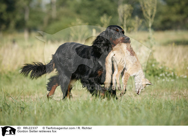 Gordon Setter retrieves fox / RR-22337